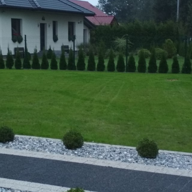 Zakładanie ogrodu Toruń - trawnik z siewu po pierwszym skoszeniu.